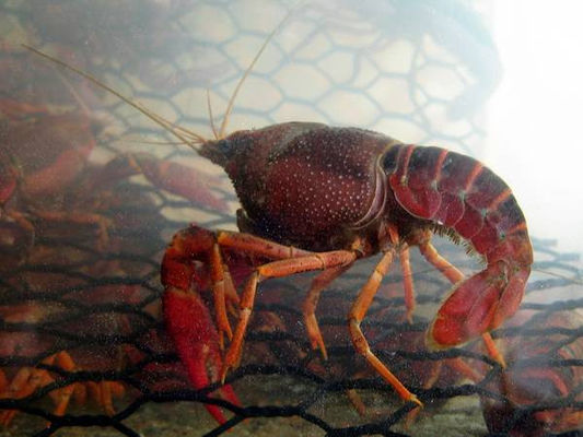 19 Gauge Crawfish Wire Mesh PVC rivestito resistente all'acqua salata