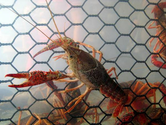 19 Gauge Crawfish Wire Mesh PVC rivestito resistente all'acqua salata