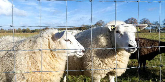 Rete di recinzione per bovini verdi Rete di filo di cavallo