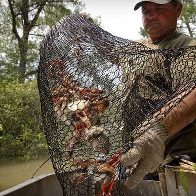 19 Gauge Crawfish Wire Mesh PVC rivestito resistente all'acqua salata